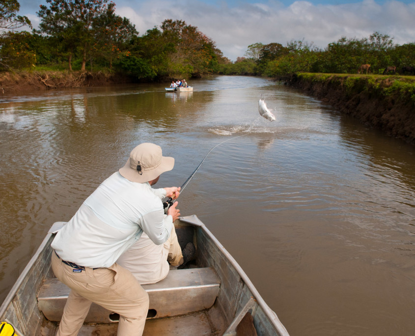Fighting a tarpon in tight quarters on a secret freshwater tarpon river in north-central Costa Rica.