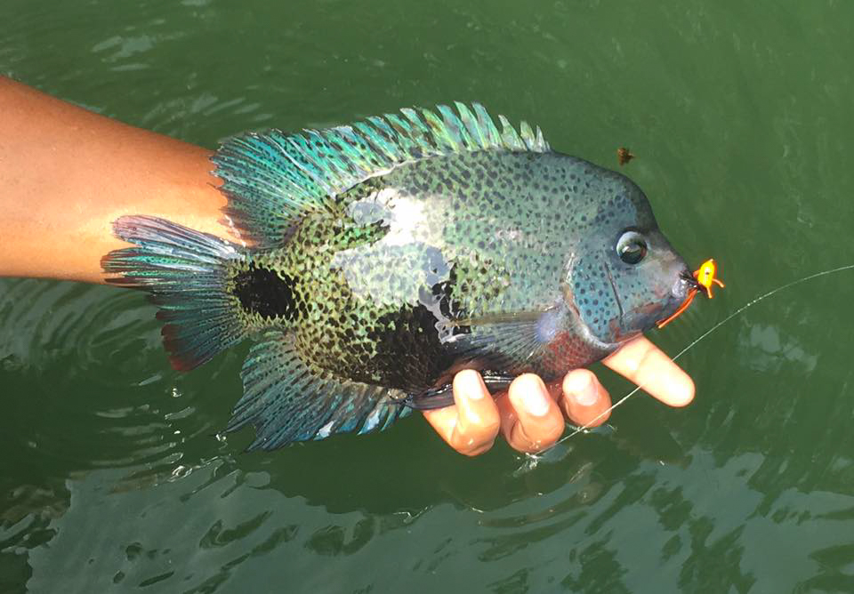 How to Fly Fish for Exotic Species in Costa Rica’s Untouched Waters