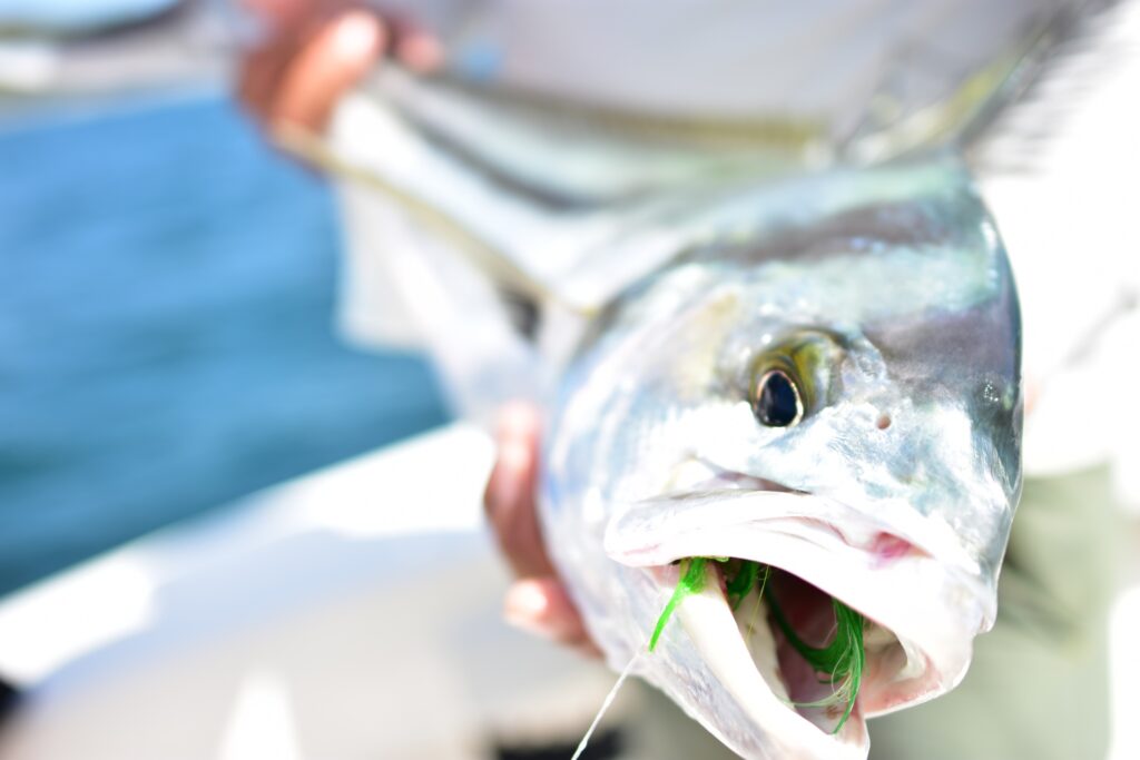 How to Maximize Your Catch Rate: The Ultimate Guide to Fly Fishing in Costa Rica How to Maximize Your Catch Rate: The Ultimate Guide to Fly Fishing in Costa Rica
