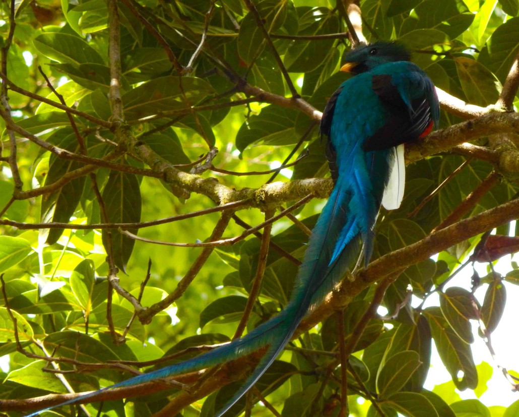 photo of a Quetzal taken in Costa Rica