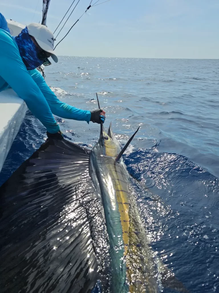 Sailfish catch and release in Costa Rica, Samara