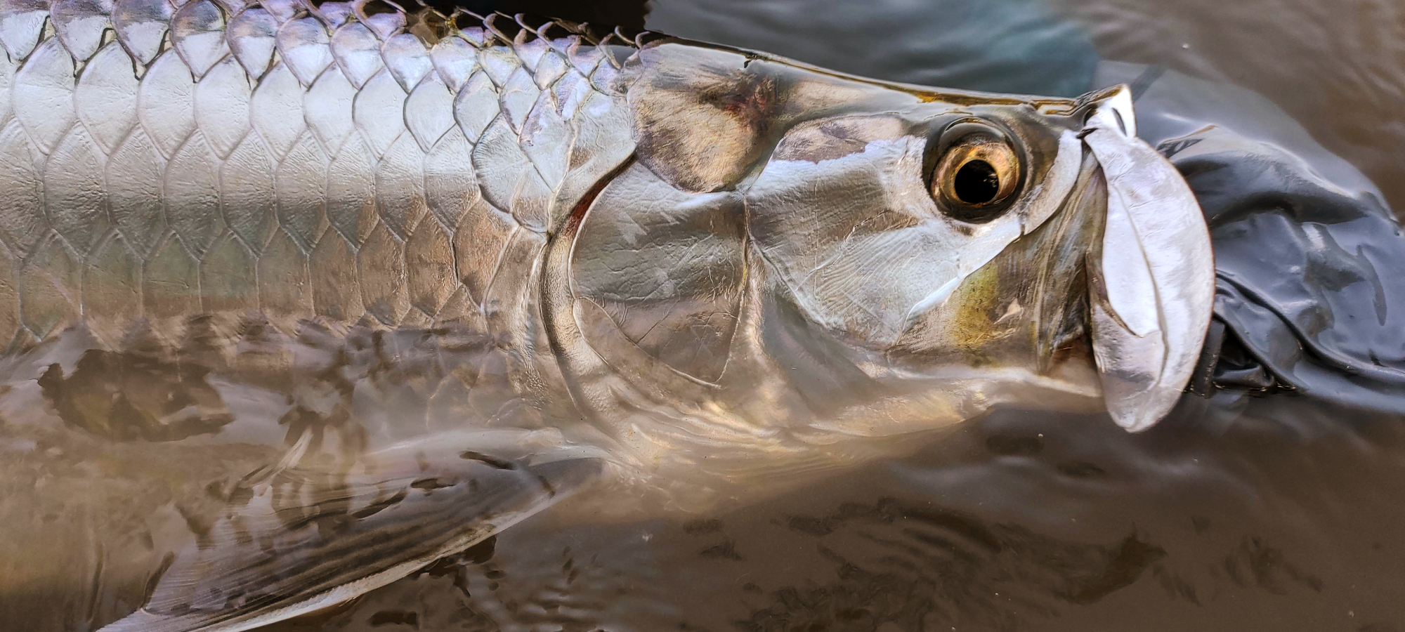Silver King Close Up
