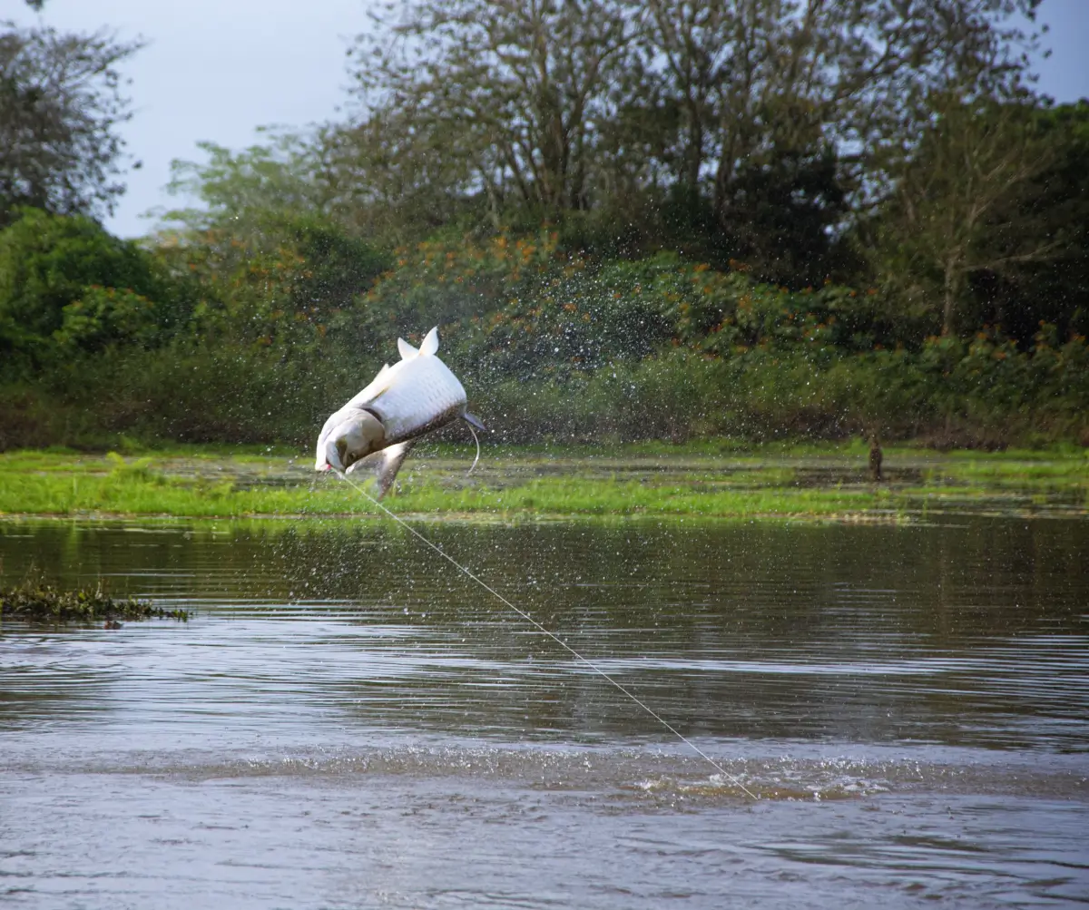 Tarpon jumping out of the surface in Costa Rica