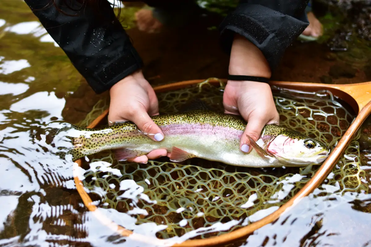 Fly Fishing for Trout in Costa Rica