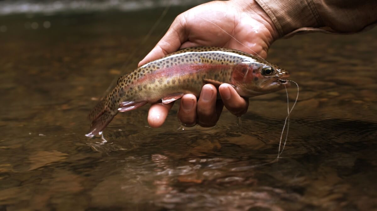 Fly Fishing for Wild Rainbow Trout in the Mountains of Costa Rica