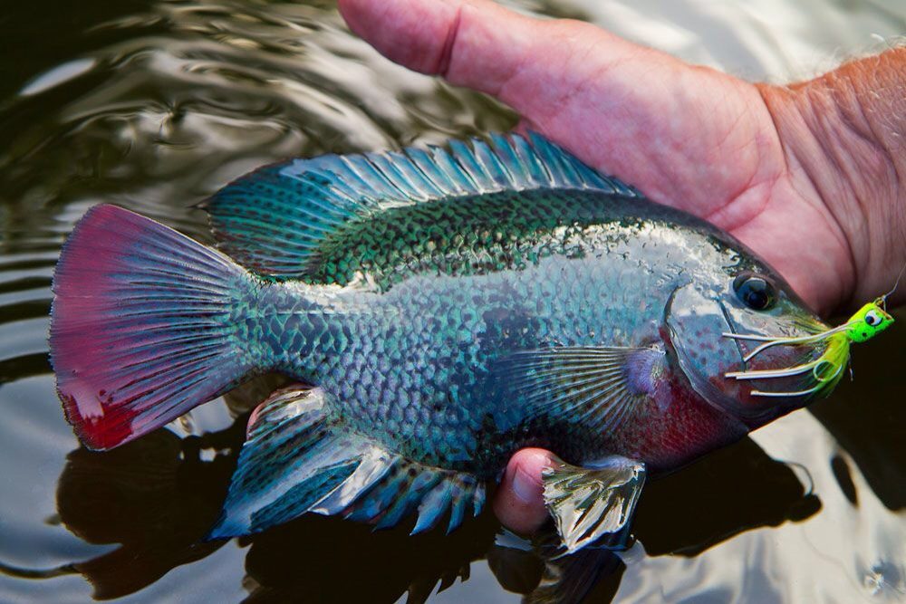 Tarpon Fishing Manzanillo