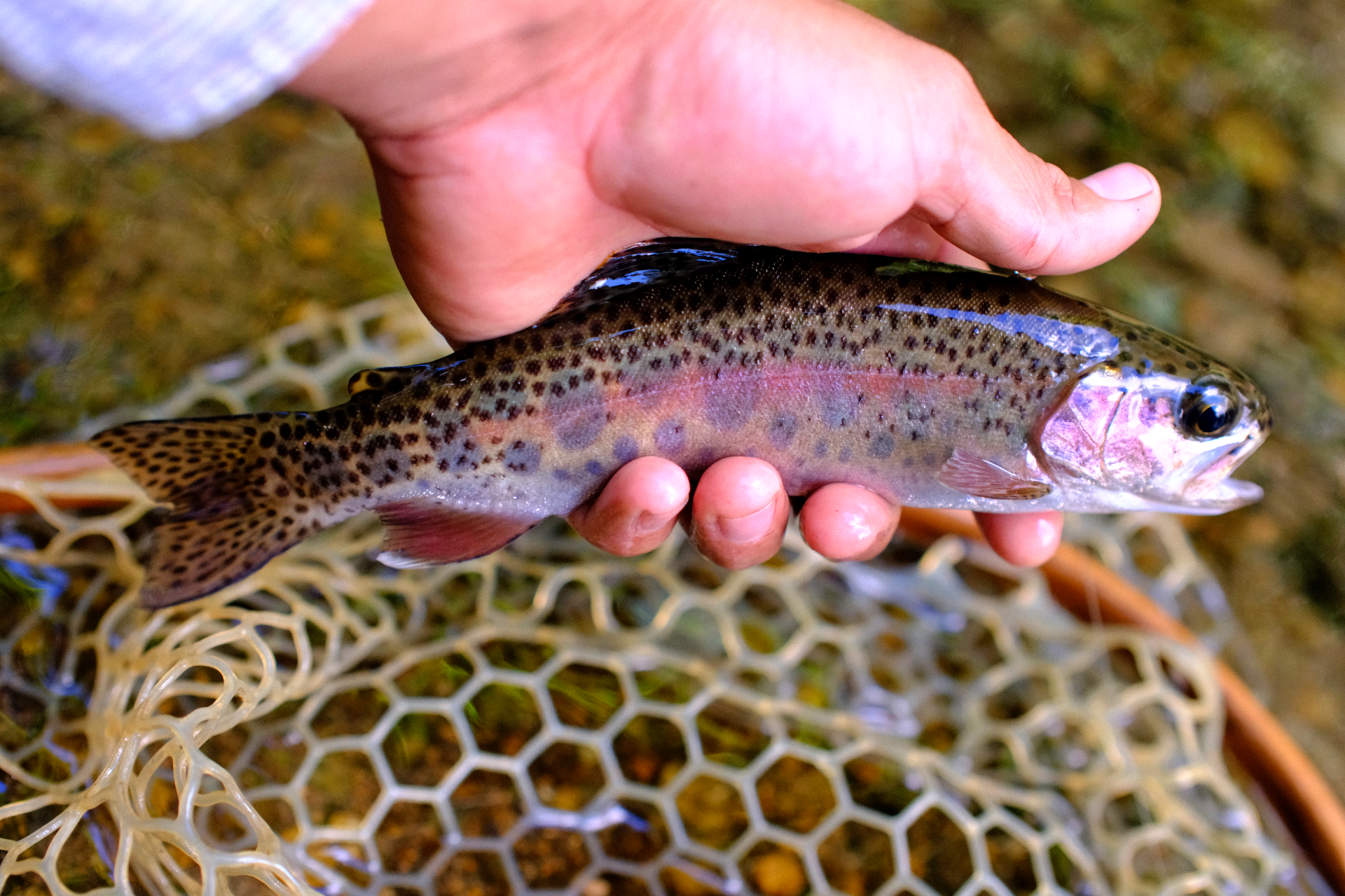 Fly Fishing Packages in Costa Rica